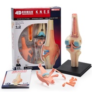 4D MASTER STEM Human Knee Anatomy Detachable Model for Science, MBBS, University