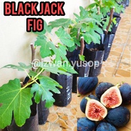 ANAK POKOK BUAH TIN / POKOK TIN - BJ/IRAQI/MDA/SRH/TGF
