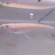 ! IKAN ARWANA SILVER ALBINO -