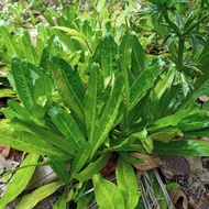 cilantro (ketumbar jawa)-10pokok-