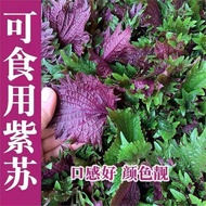 Perilla Seeds Seeds Seeds Edible Perilla Leaf Seeds Seeds Seeds Wild Vegetables Vegetables Seeds Fou