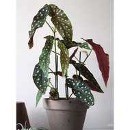 50PCS///Trout Begonia seed import green plant potted indoor balcony ornamental plant seed office bal