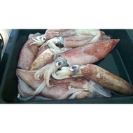 SOTONG / SQUID L SIZE ( 6/10 )-2KG frozen weight (FROZEN TRUCK RM39)-MIN ORDER 4 FROZEN ITEM TO SHIP