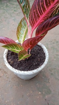 aglonema red Sumatra 4rumpun