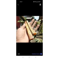 Once pine or damar sap