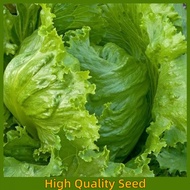 1000pcs Iceberg Lettuce Seeds Garden Vegetable seeds Crisphead Salad Green Leaf Seed