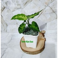 PROMO Aglaonema Pictum Becolor Dalam Pot KGL