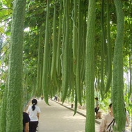 Taiwanese super long luffa seeds - 20 seeds