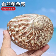 Ornaments Mediterranean Ornaments Shooting Specimen Style Abalone Shells Blood Silk Shells Natural C