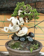 盆栽系魚川真柏 小品 盆栽盆景 日本直送