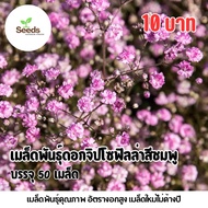 Pink Gypsophila Seeds 50