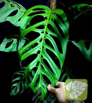 Monstera Esqueleto Rare Plant IOB