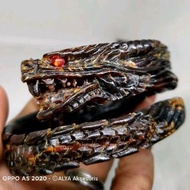 Red crystal root