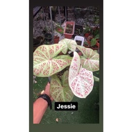 caladium jessie