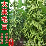 Emerald Edamame Seeds Green Edamame Vegetable Edamame Seeds Original Four Seasons Vegetable Seeds Da
