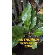 ANTHURIUM/WAVE OF LOVE/LIVE PLANT/(small -medium-big)