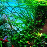 Aquatic vines with standard leaf shape - Water leaf aquatic plants - H2 Aquatics