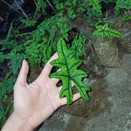 baby alocasia jacklyn alocasia tandu rusa