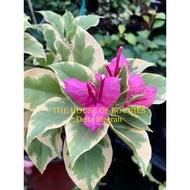 THE HOUSE OF BOUGIES ROOTED BOUGAINVILLAE LIVE PLANT-DELTA MEERAH