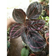 ◘▲✆calathea Dottie, plant