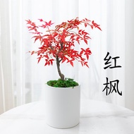 Linya Red Maple Bonsai Sapling Four Seasons Easy to Keep Green Plant Indoor Desktop Office Pot Old Pile Cold-Resistant W