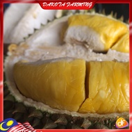 Anak Pokok Durian Musang King Import Dari Thailand Pokok Kawin Grafted