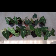 Ttt Anthurium Regale