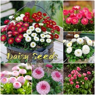 [100% Original Seed] Daisy Seeds for Planting (Mixed Color 200 Seed) Daisy Plant Seeds Flower Seeds 