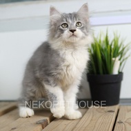 Adopsi Kucing Kitten Persia Longhair Lucu 2.5 Bulan