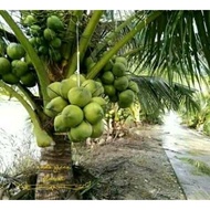 BIBIT KELAPA KOPYOR SUPER UNGGUL