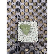 Augustfame - Astrophytum Myriostigma Nudum 3 Rib 三角琉璃鸾凤玉 仙人球 仙人掌 cactus succulent