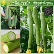 เมล็ดพันธุ์ บวบหอมยาว ใยบวบ บรรจุ 20 เมล็ด Long Luffa Seeds Vegetable Seeds for Planting เมล็ดพันธุ์ผัก ผักสวนครัว ต้นไม้มงคล เมล็ดบอนสี ต้นผลไม้ บอนไซ พันธุ์ผัก เมล็ดผัก ผักออร์แกนิก เมล็ดพันธุ์แท้OP เมล็ดพันธุ์พืช ปลูกง่าย คุณภาพดี ราคาถูก ของแท้ 100%
