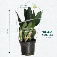 Ready Anggrek Cattleya Dewasa Plant JUMBO hybrid bunga besar/Cattleya