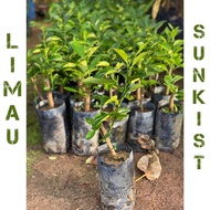 Pokok Limau Sunkist hybrid thai murah