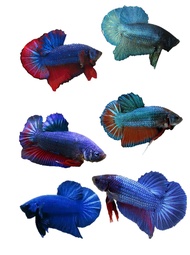 IKAN LAGA/ BETTA FISH/  FANCY HMPK JUNIOR (MALE/FEMALE) Random Pick