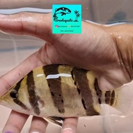 Ikan Datz Borneo 3 Bar Clean Kecil