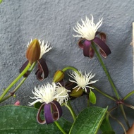 Pokok bunga hiasan menjalar puangkeaw, decorative climbing plant