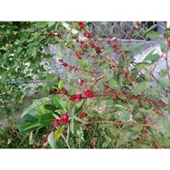 Biji benih pokok Roselle