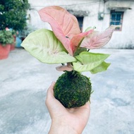 粉紅佳人合果芋 l 植物苔球 觀葉 室內植栽 禮物