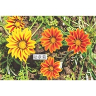 RD 802 Gazania Flower Seeds - Mixed colors 勋章菊种子-混色 Biji Benih Bunga Gazania花种子 Biji Benih Bunga Flo