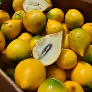 Pokok Abiu Pouteria Caimito