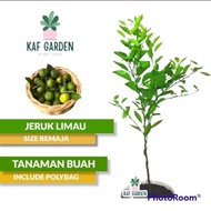 DISKON TERBEST Bibit Taama Buah Jeruk Limo Bibit Jeruk Limau Jeruk