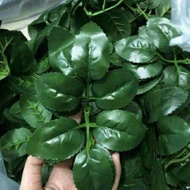 1kg Of Waxy Rose Leaves, Plastic Flowers, Fake Flowers