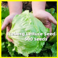 Iceberg Lettuce Seed -500 Seeds Super Ball Variety Iceberg Lettuce Seeds Original Vegetable Seeds fo