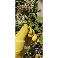 Cincin marjan merah bercorak ikatan untuk perempuan 100% asli