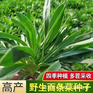 Noodle Vegetable Seeds Seeds Potted Plants Four Seasons Vegetables Green Vegetables Vegetable Seeds 