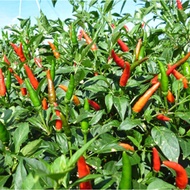 5 Pcs Biji Benih Cili Chilli Chili Api SAKATA F1 Hybrid 508/chili seed Ready Stock Sarawak