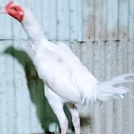 PTR Ayam Jago kampung Putih/usia 6 bulan