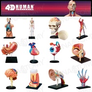 4 d Master human science teaching model children science human anatomy brain structure heart eyes