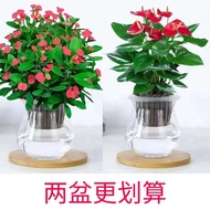 Prickly Pear Iron Begonia Potted Plant Indoor Balcony Table Lazy Hydroponic Plant Easy to Grow All S